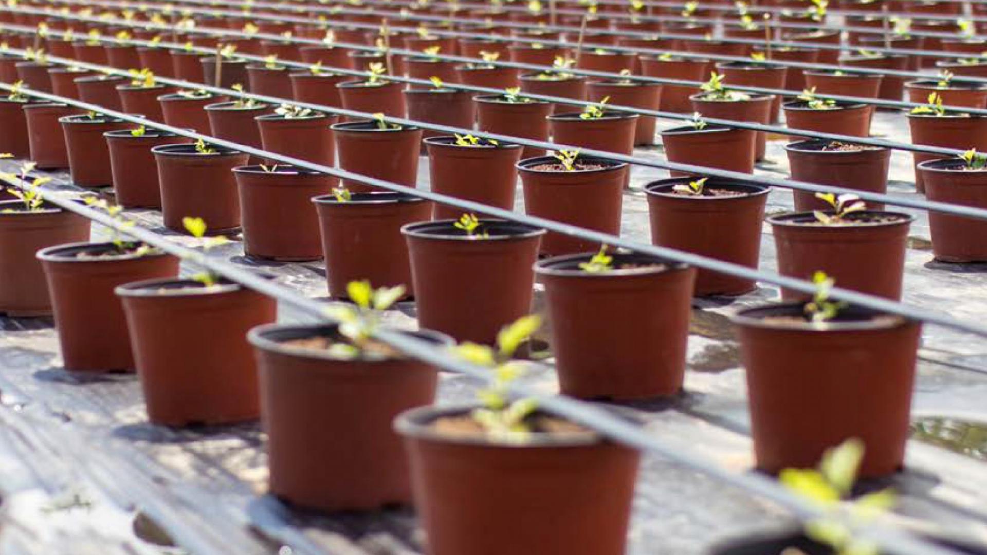 uploads/images/Er Lots Pots