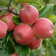 uploads/images/Espalier Apples Tree