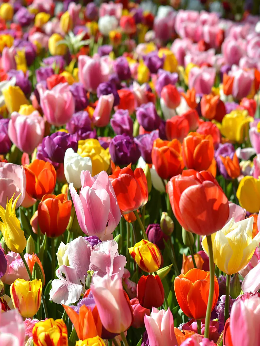 uploads/images/Eternal_spring_tulip_mix 1