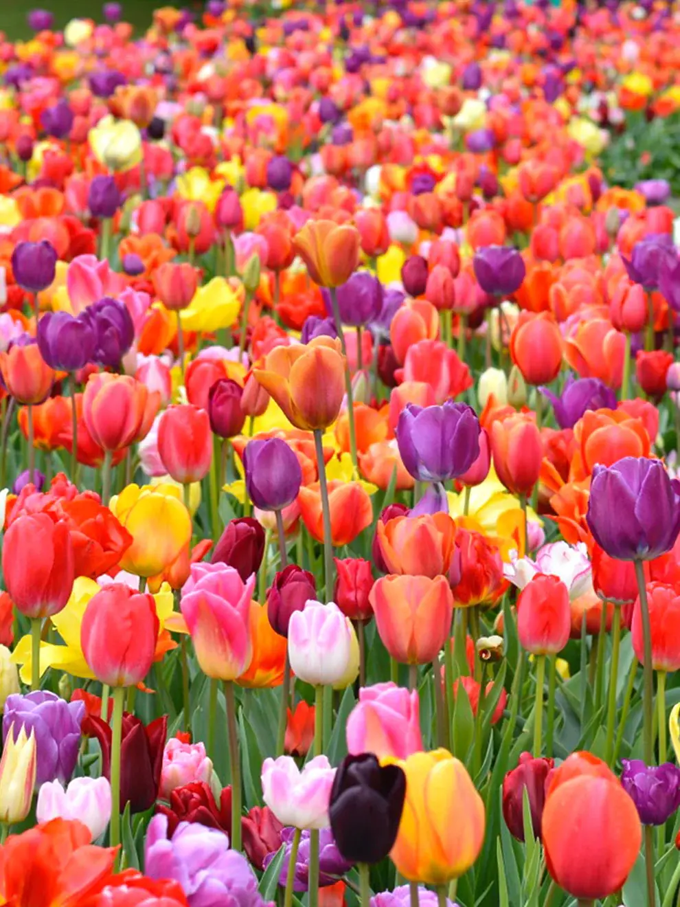 uploads/images/Eternal_spring_tulip_mix 2