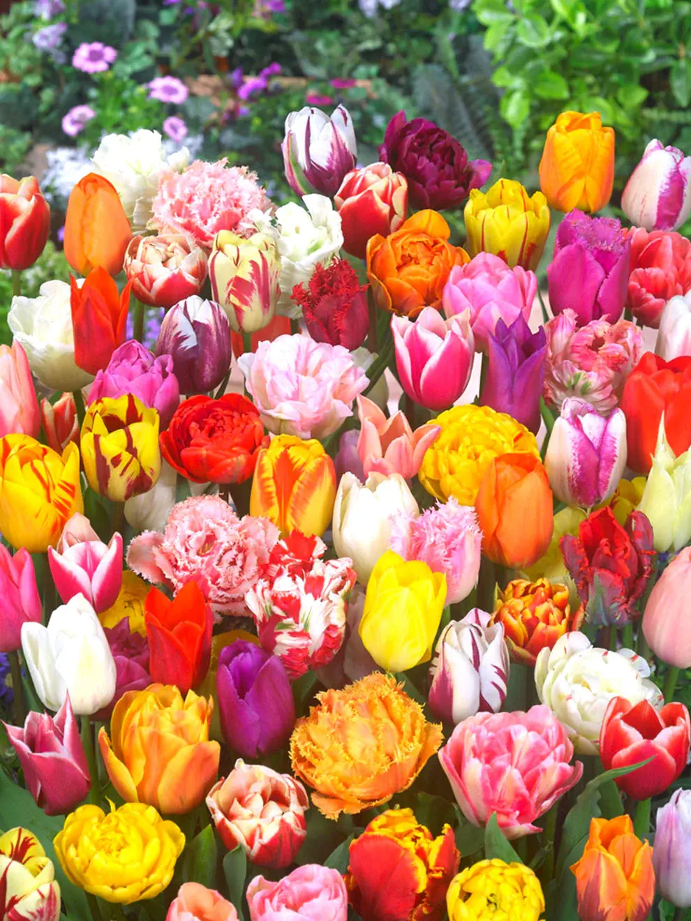 uploads/images/Eternal_spring_tulip_mix 3_580x7732x