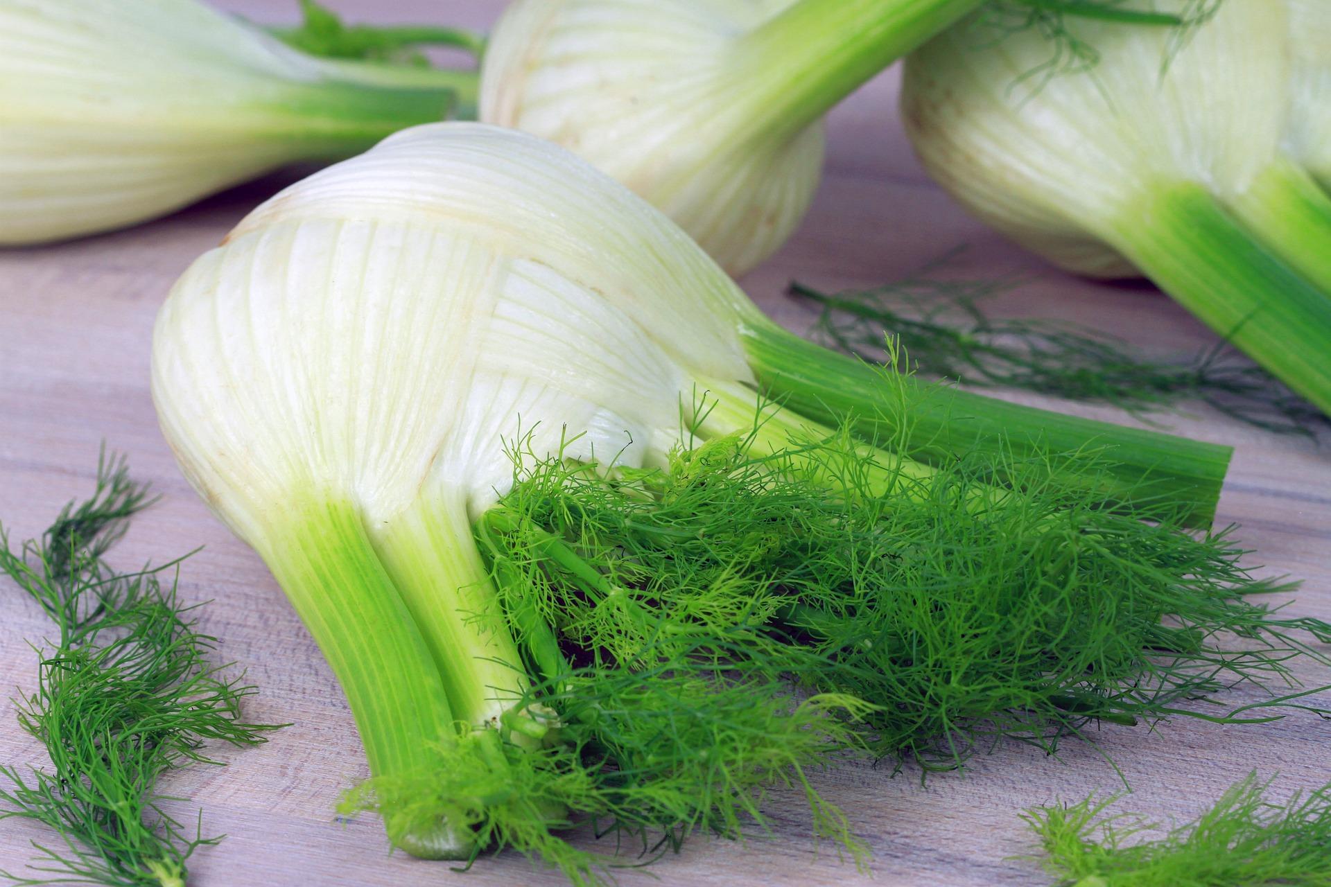 uploads/images/Fennel 5413705_1920