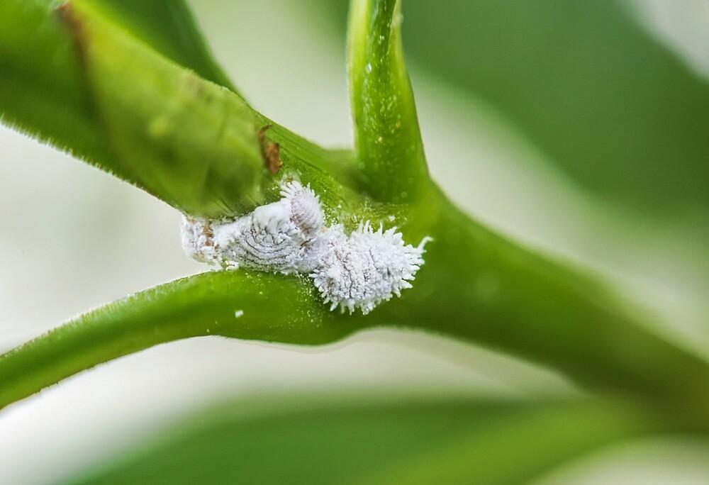 uploads/images/Fight Mealybugs