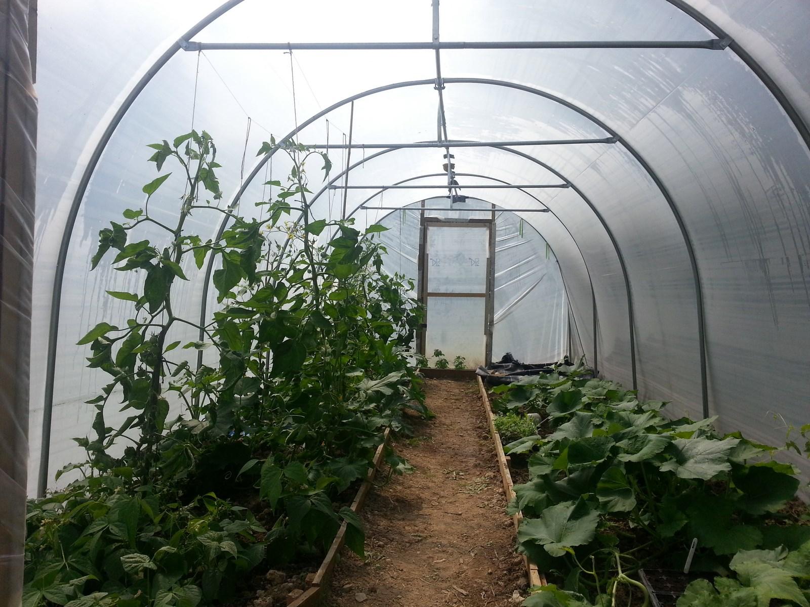 uploads/images/Five Star Polytunnels K S 10 X 25 5 Crops