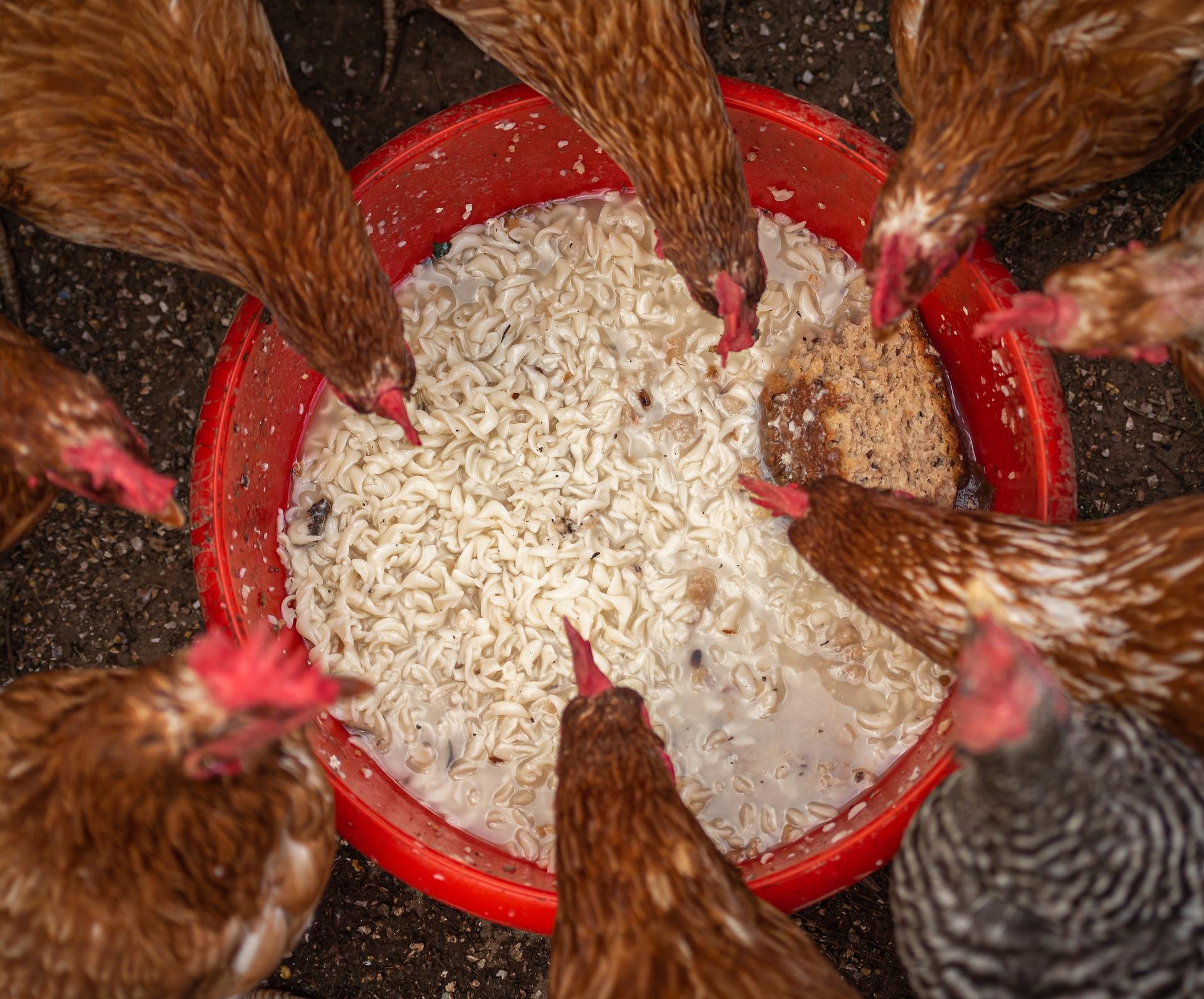 uploads/images/Flock of Chickens 4460374_1920