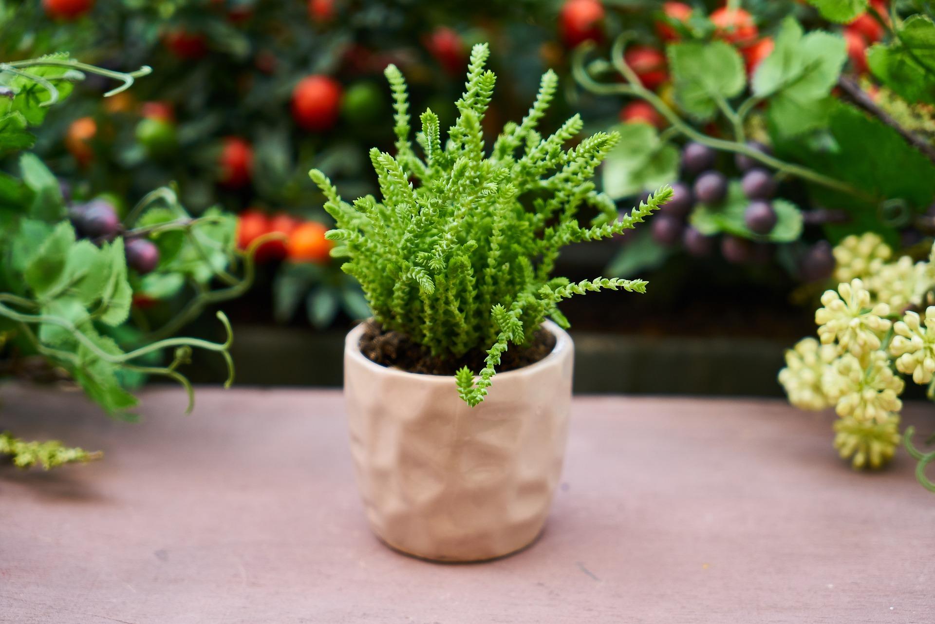 uploads/images/Flower 3033227_1920