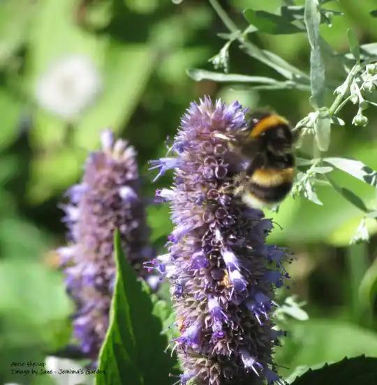 uploads/images/Flower With Bee