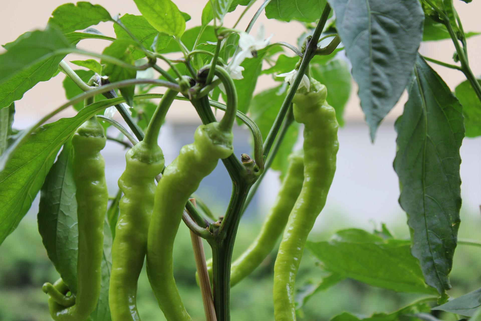 uploads/images/Food 3307649_1920