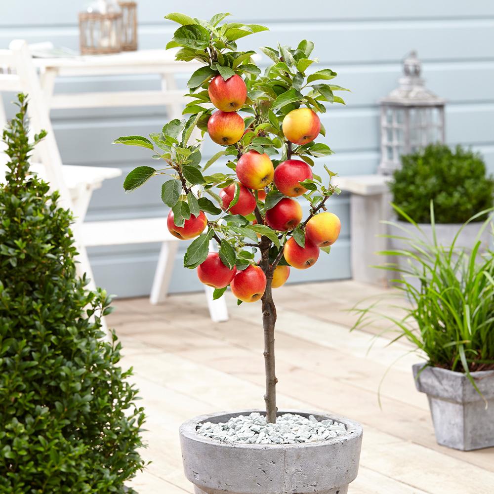 uploads/images/Fruit Veg Images Fruit Trees