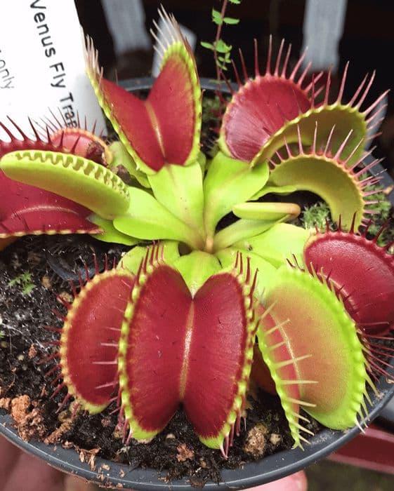 uploads/images/Ft001 Venus Fly Trap Medium Dionaea Muscipula 10 P