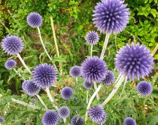 uploads/images/Fyvqbuiwyaq6fr7