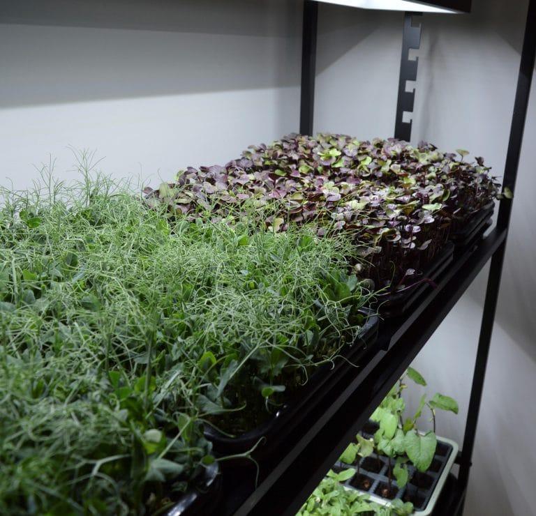 uploads/images/G289 High Rise Light Garden With Plants Close Up