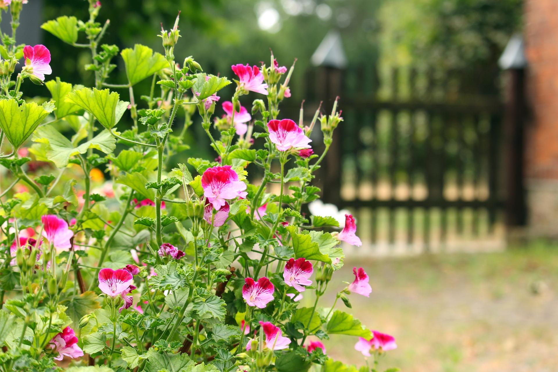 uploads/images/Garden 4355133_1920