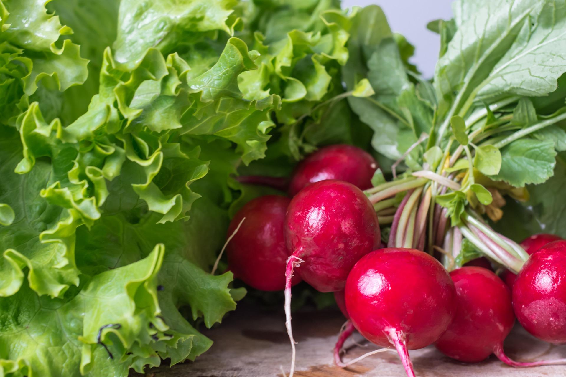 uploads/images/Garden Radish 2204087_1920