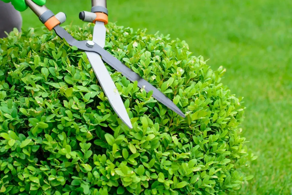 uploads/images/Garden Shears 1200x800