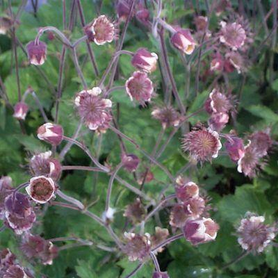 uploads/images/Geum_rivale_bog_marginal_wetland_merebrook_pondplants 400x400