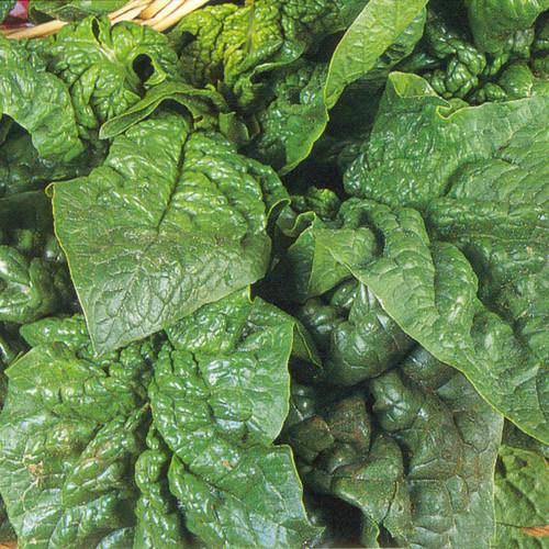 uploads/images/Giant_winter