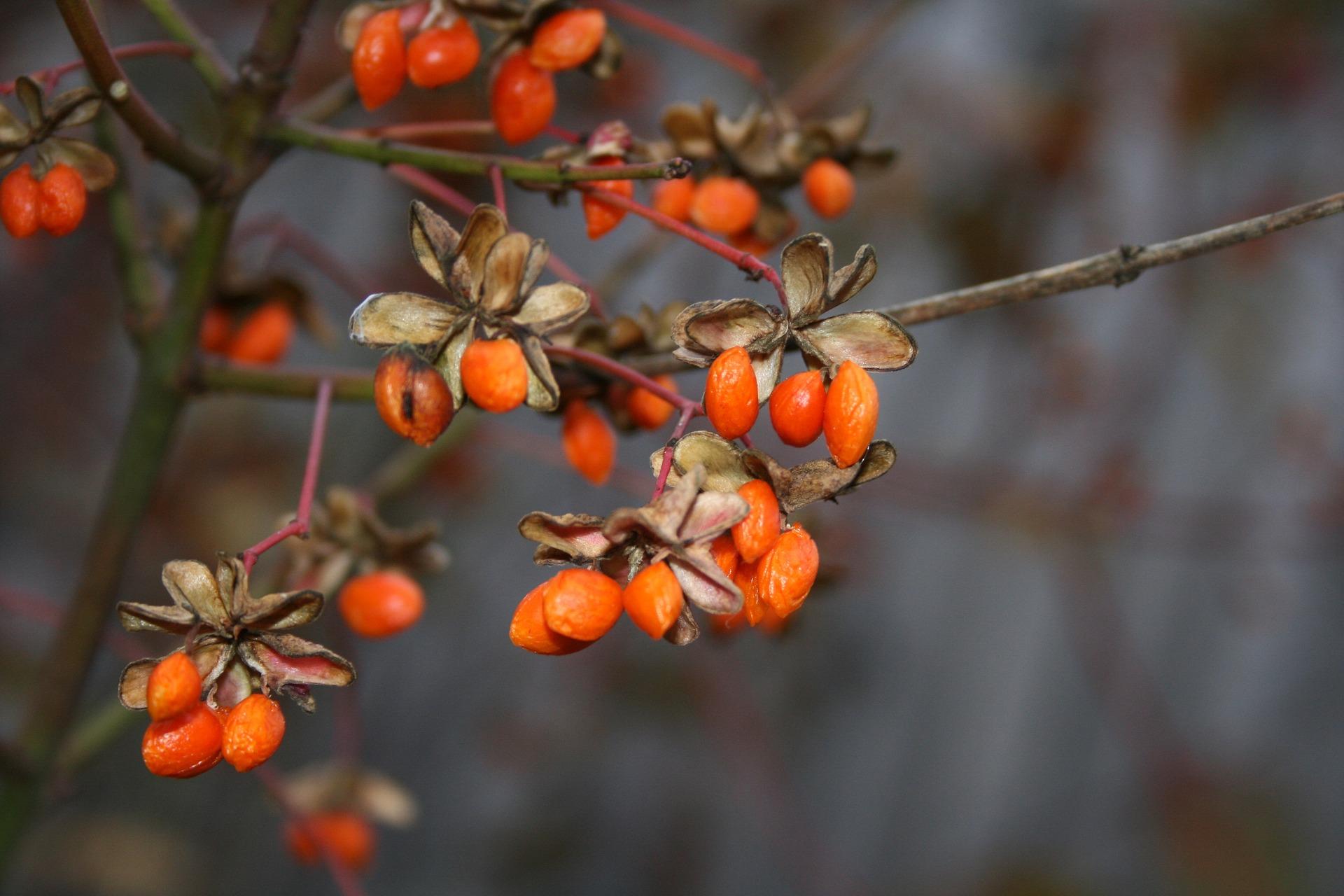 uploads/images/Goji Berries 7419975_1920