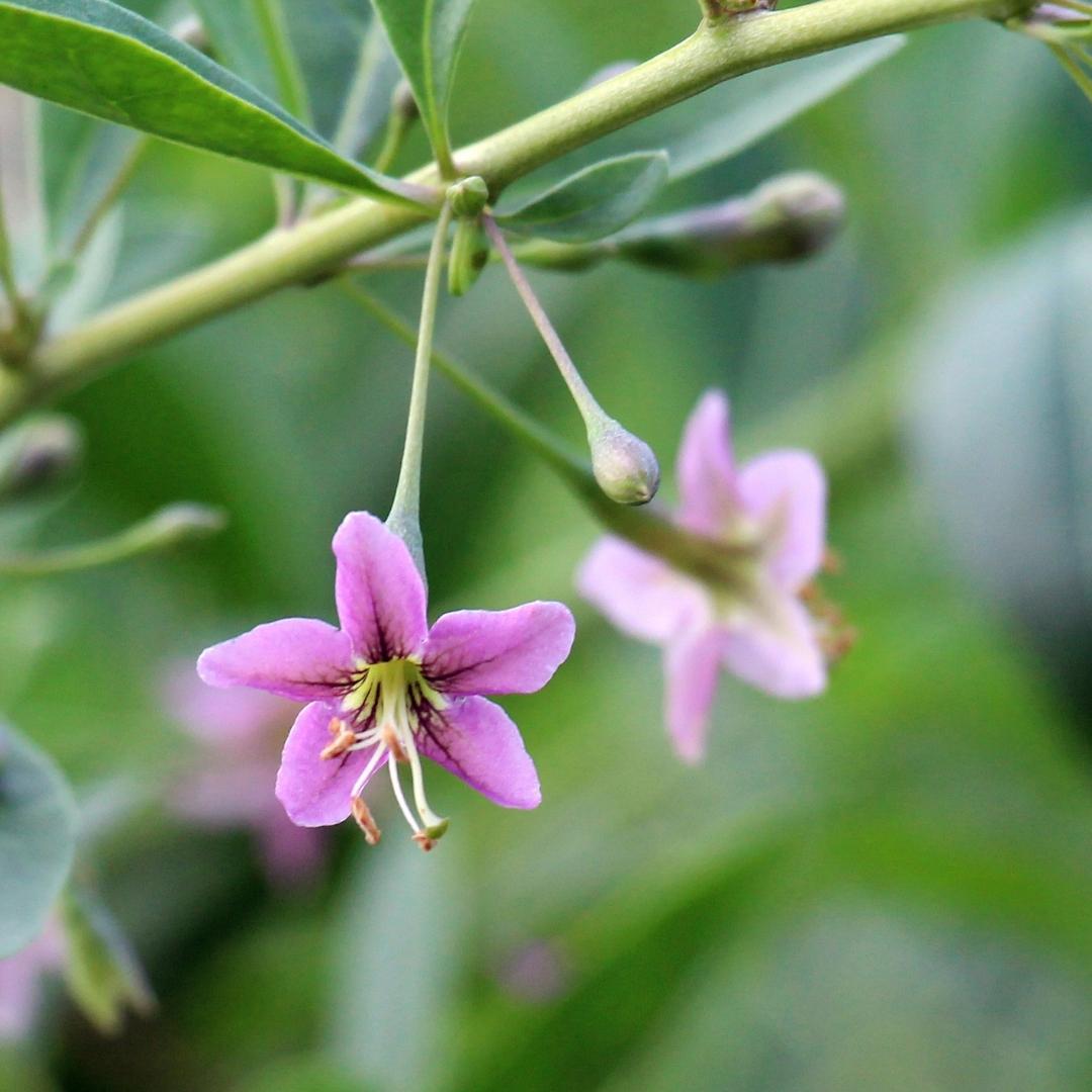 uploads/images/Goji_berry