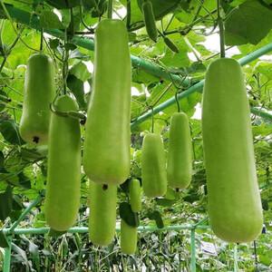 uploads/images/Gourd_bottle_gourd