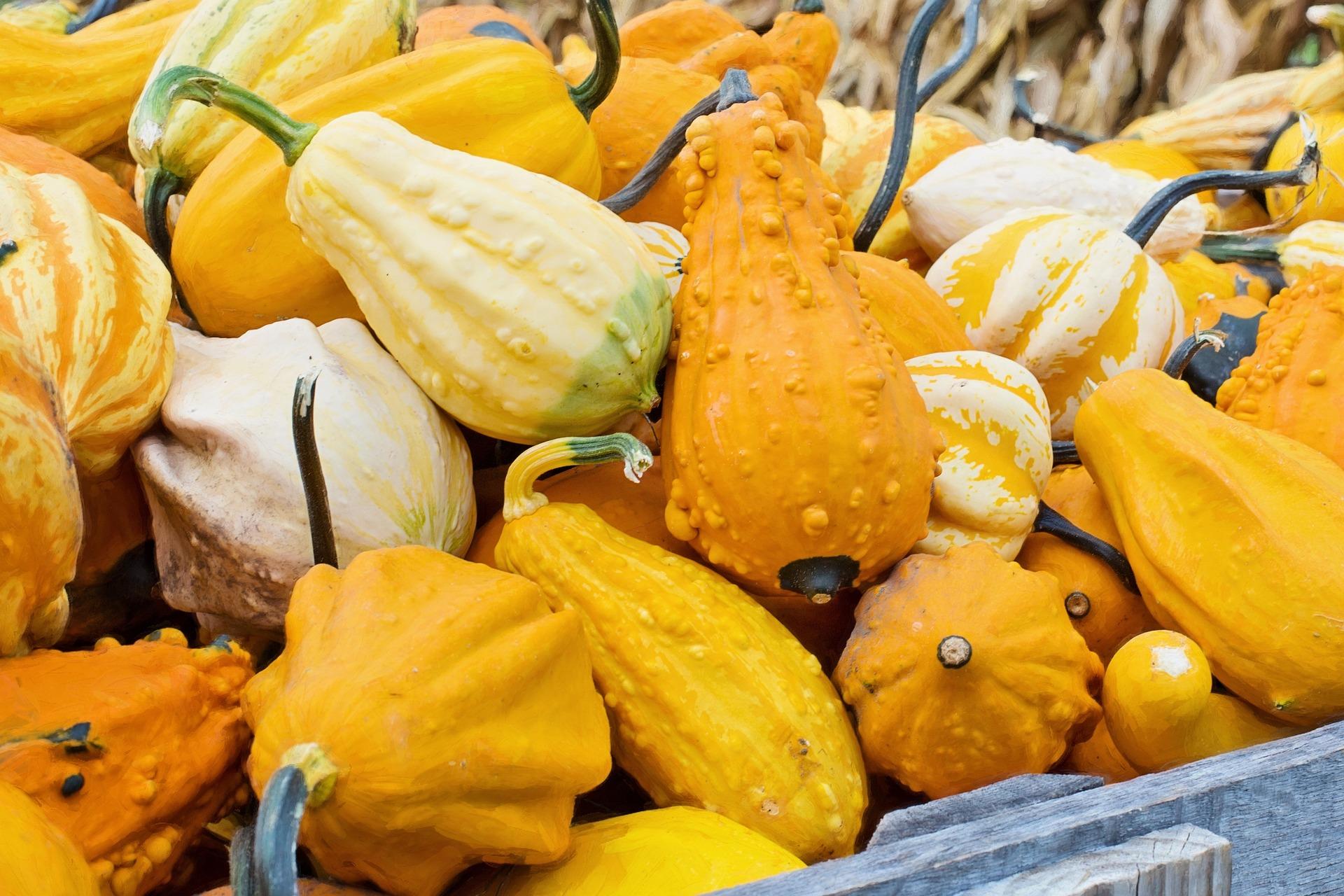 gourds 936516_1920