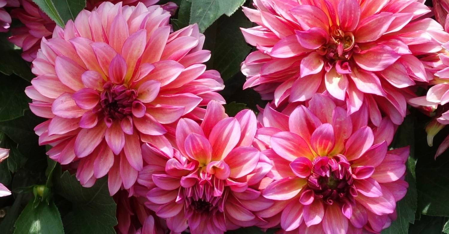 uploads/images/Grandalia Sunrise Syngenta E1578422394983