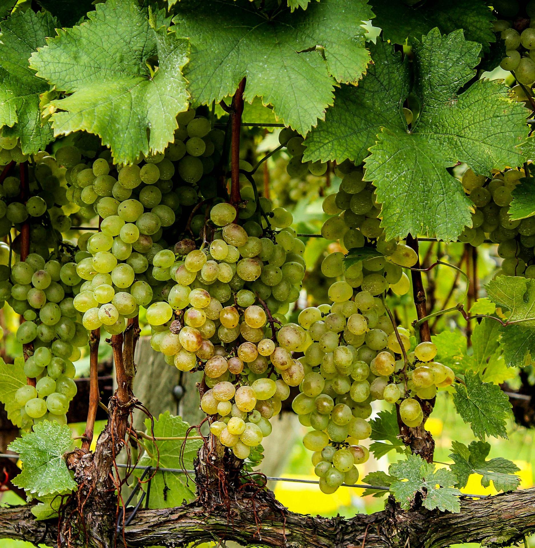 uploads/images/Grapes 188185_1920