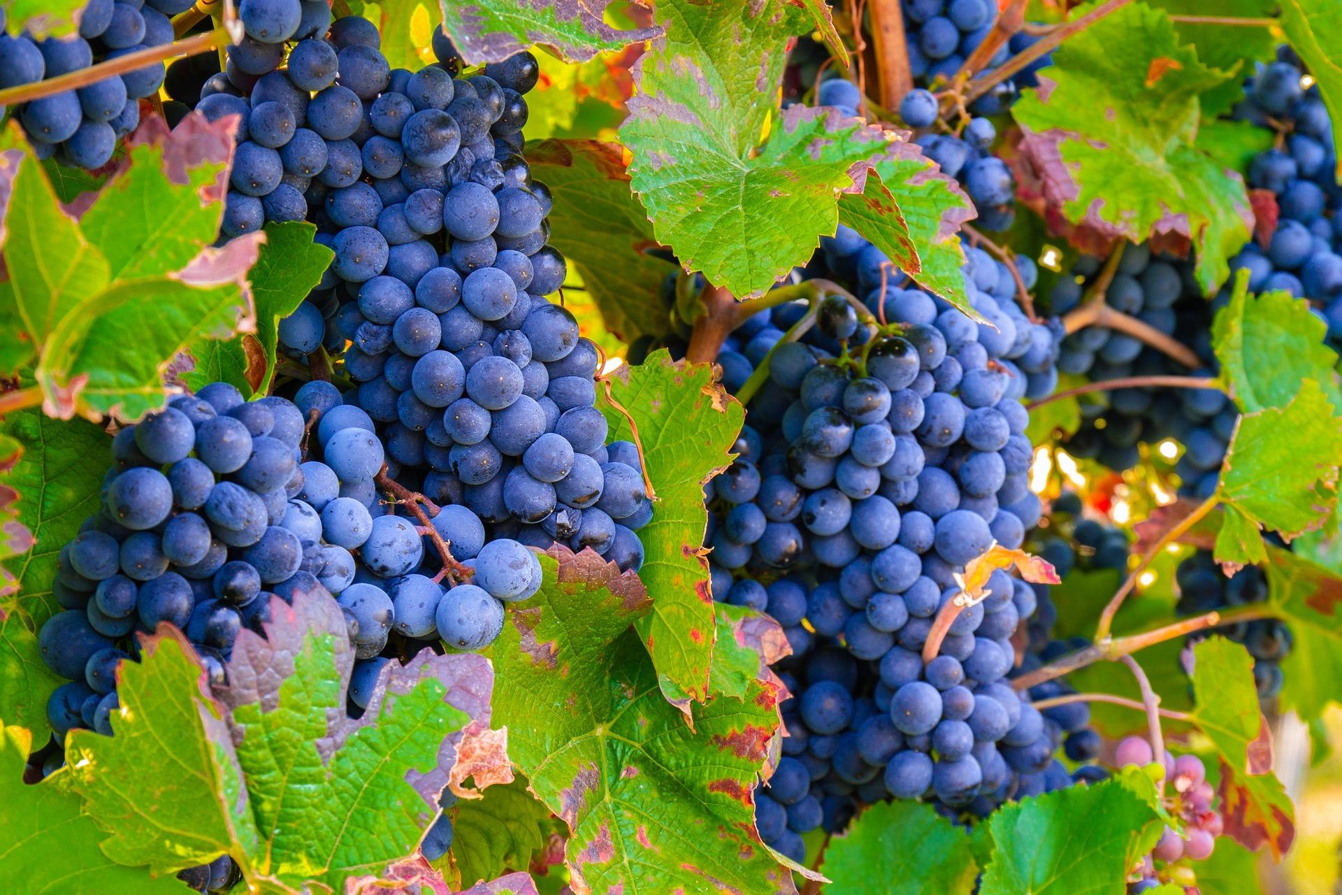 uploads/images/Grapes 3680486_1920