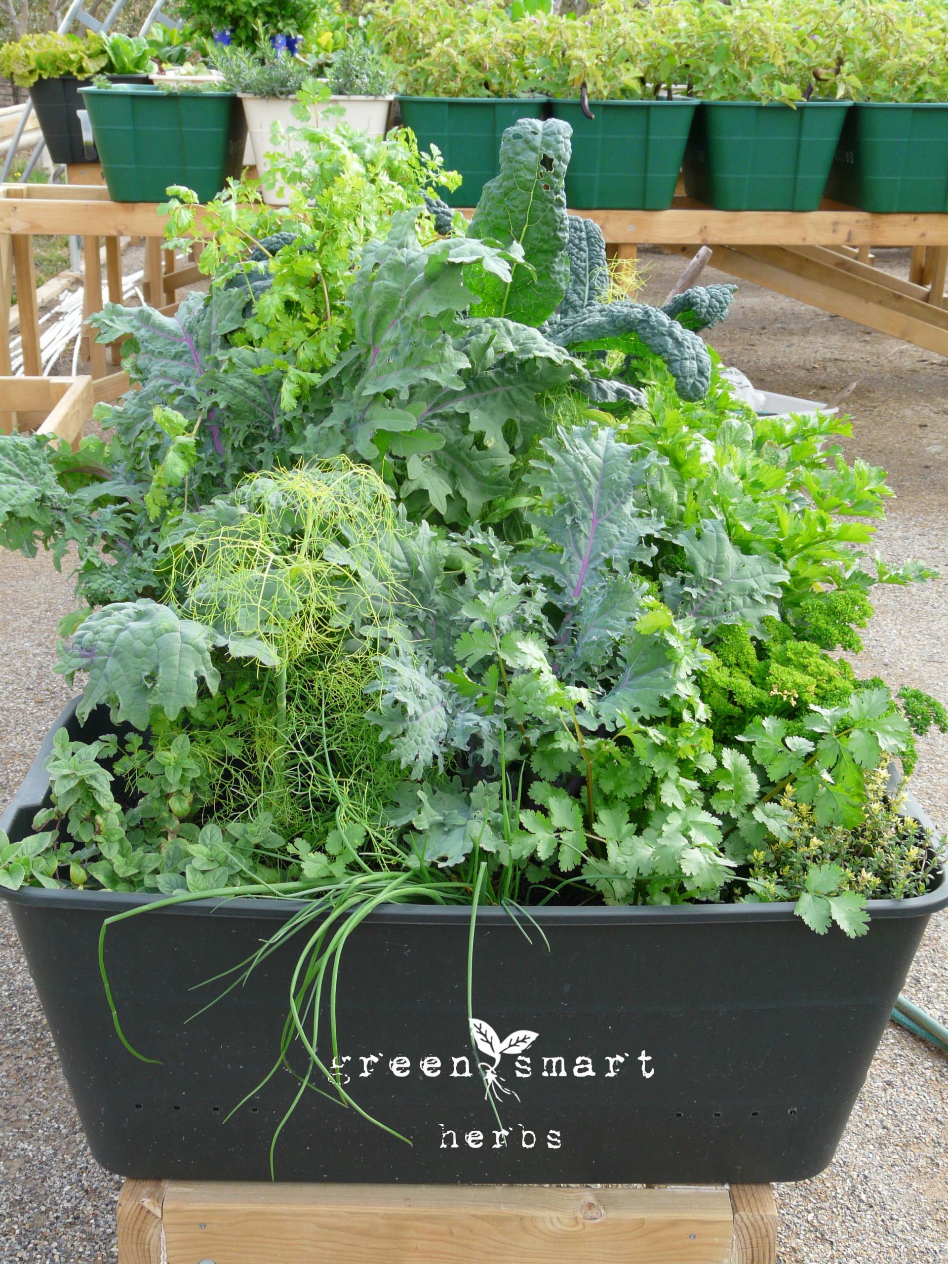 uploads/images/Greensmartherbs