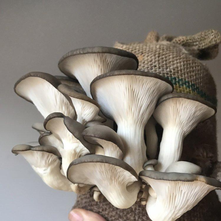 uploads/images/Growathomeoystermushrooms