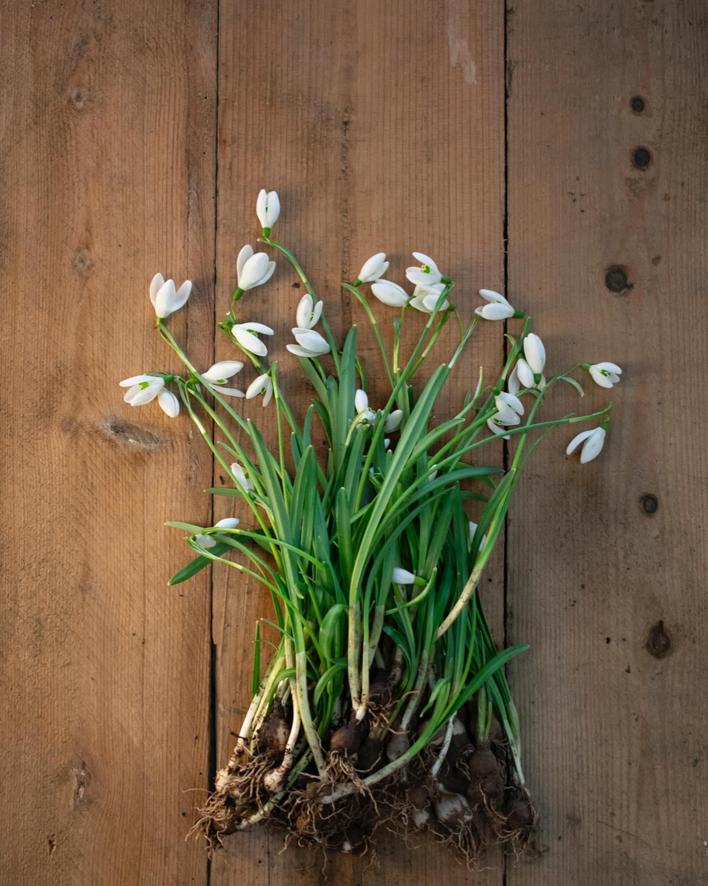 uploads/images/Gtb Snow Drops