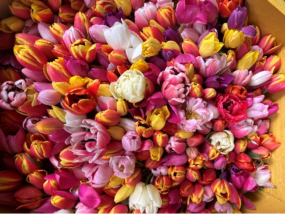 uploads/images/Gtb Tulips