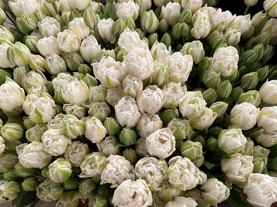 uploads/images/Gtb White Tulips