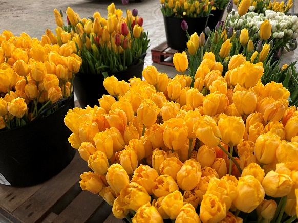 uploads/images/Gtb Yellow Tulips