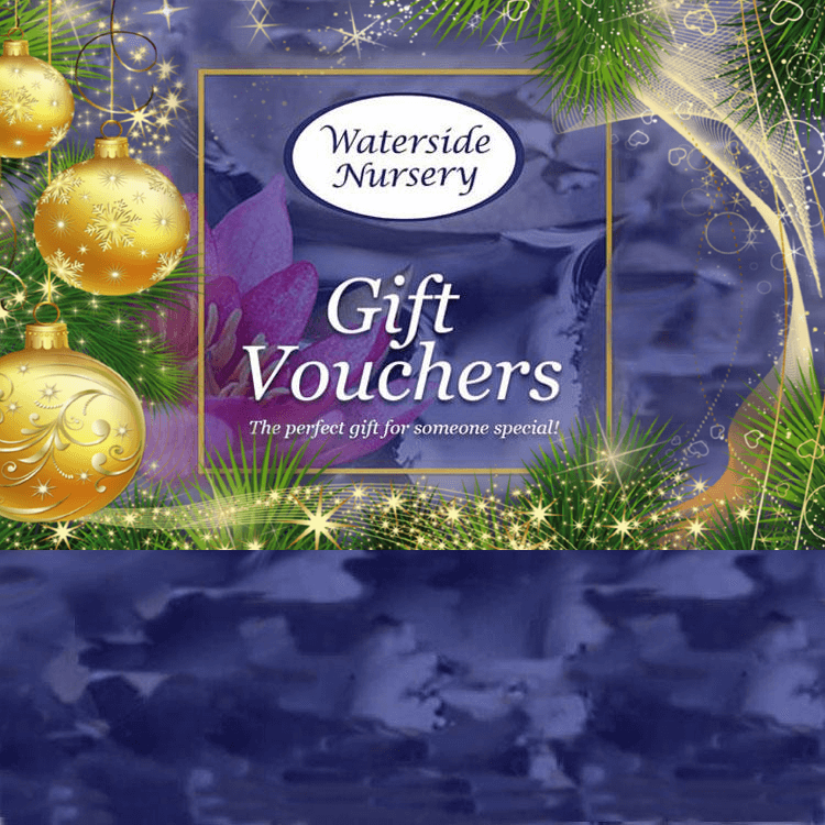 uploads/images/Gv Xmas