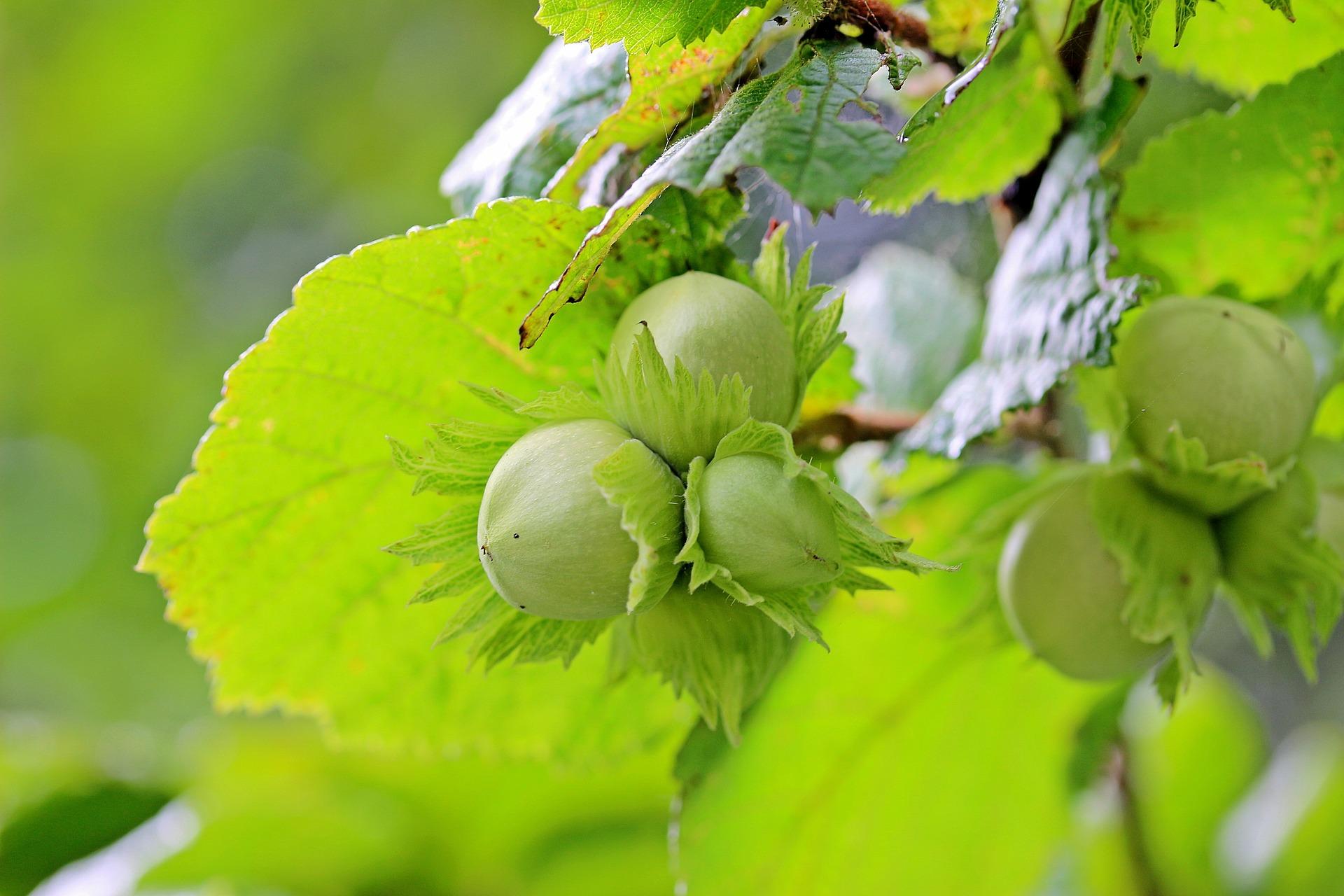 uploads/images/Hazelnuts 1574367_1920