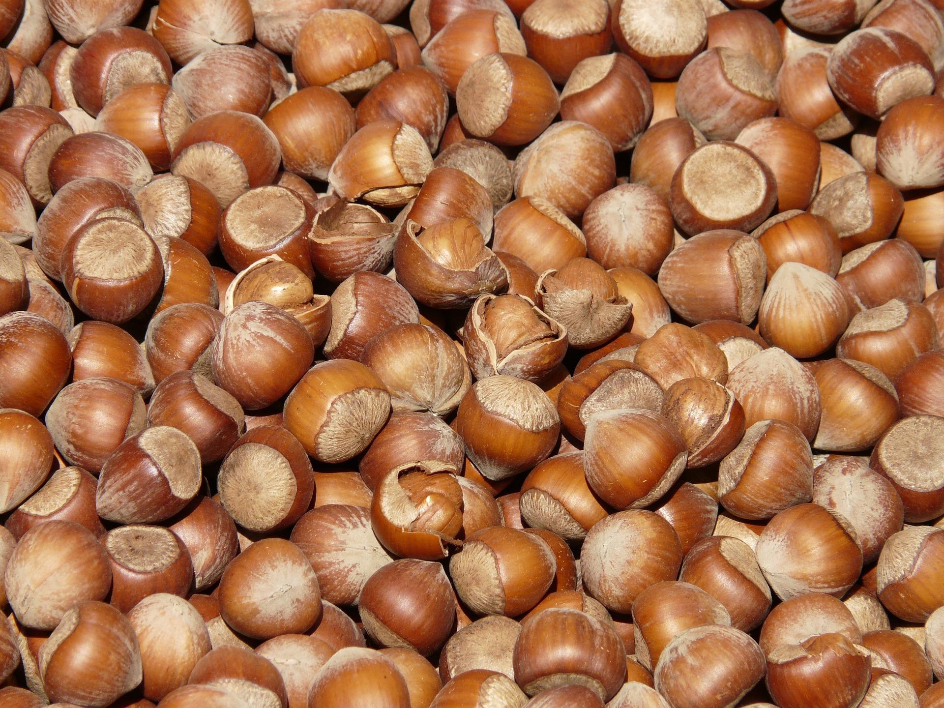 uploads/images/Hazelnuts 73940_1920
