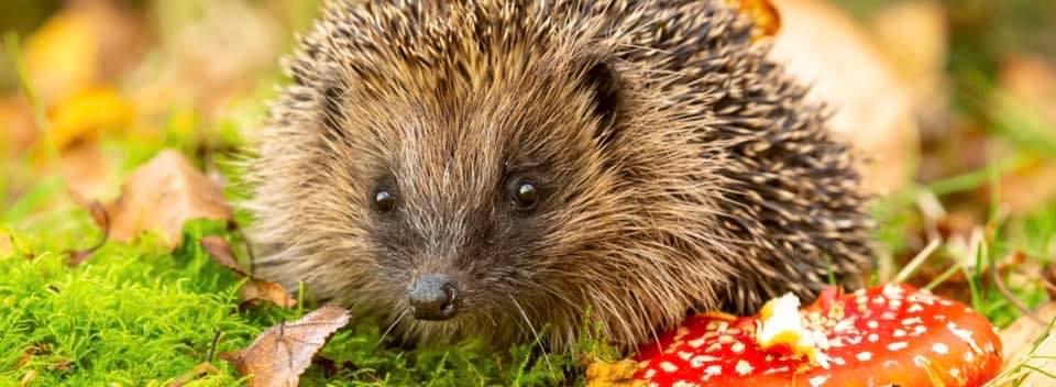 uploads/images/Hedge