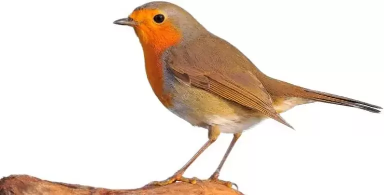 uploads/images/Hedgebuddies Robin 768x391
