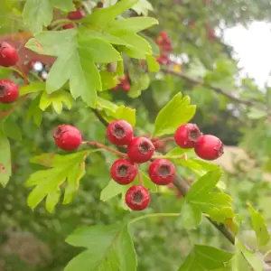 uploads/images/Hedgrow Plants