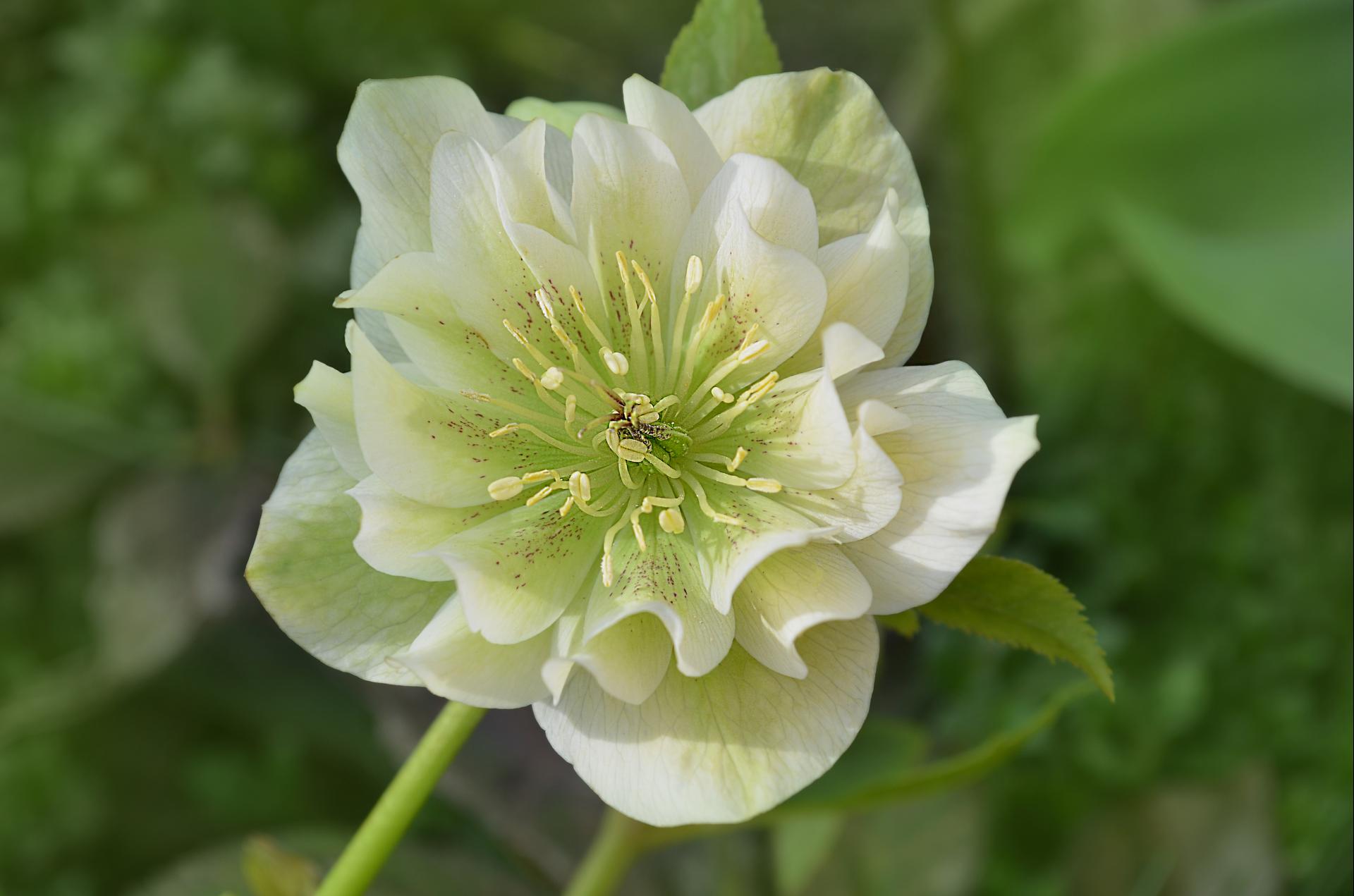 uploads/images/Helleborus Double Ellen White