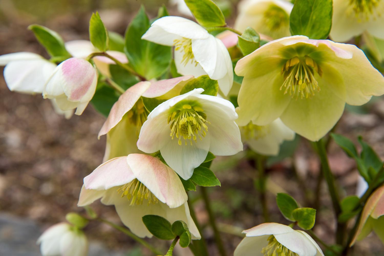 uploads/images/Helleborus