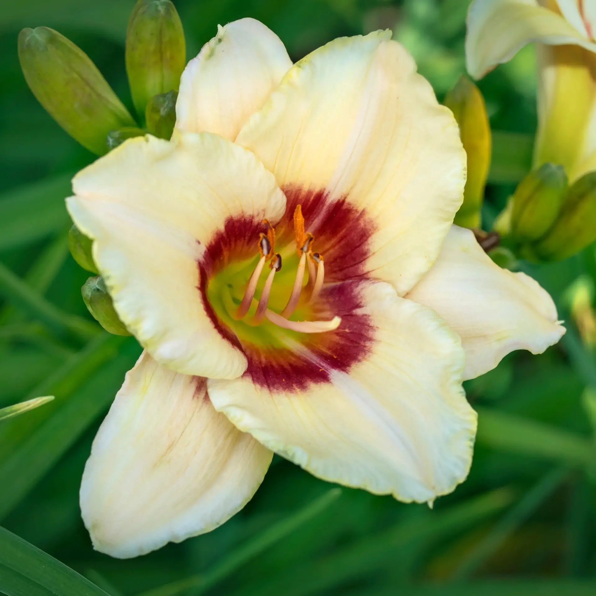 uploads/images/Hemerocallis Pandoras Box Square Scaled