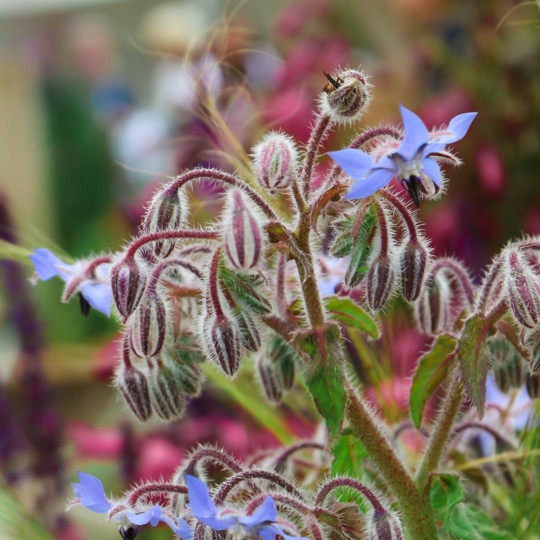 uploads/images/Herb_borage