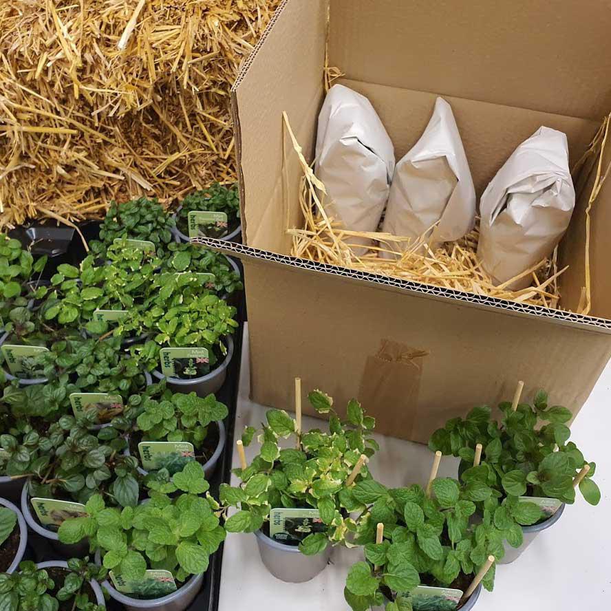 uploads/images/Hettys Packing Herbs With Care