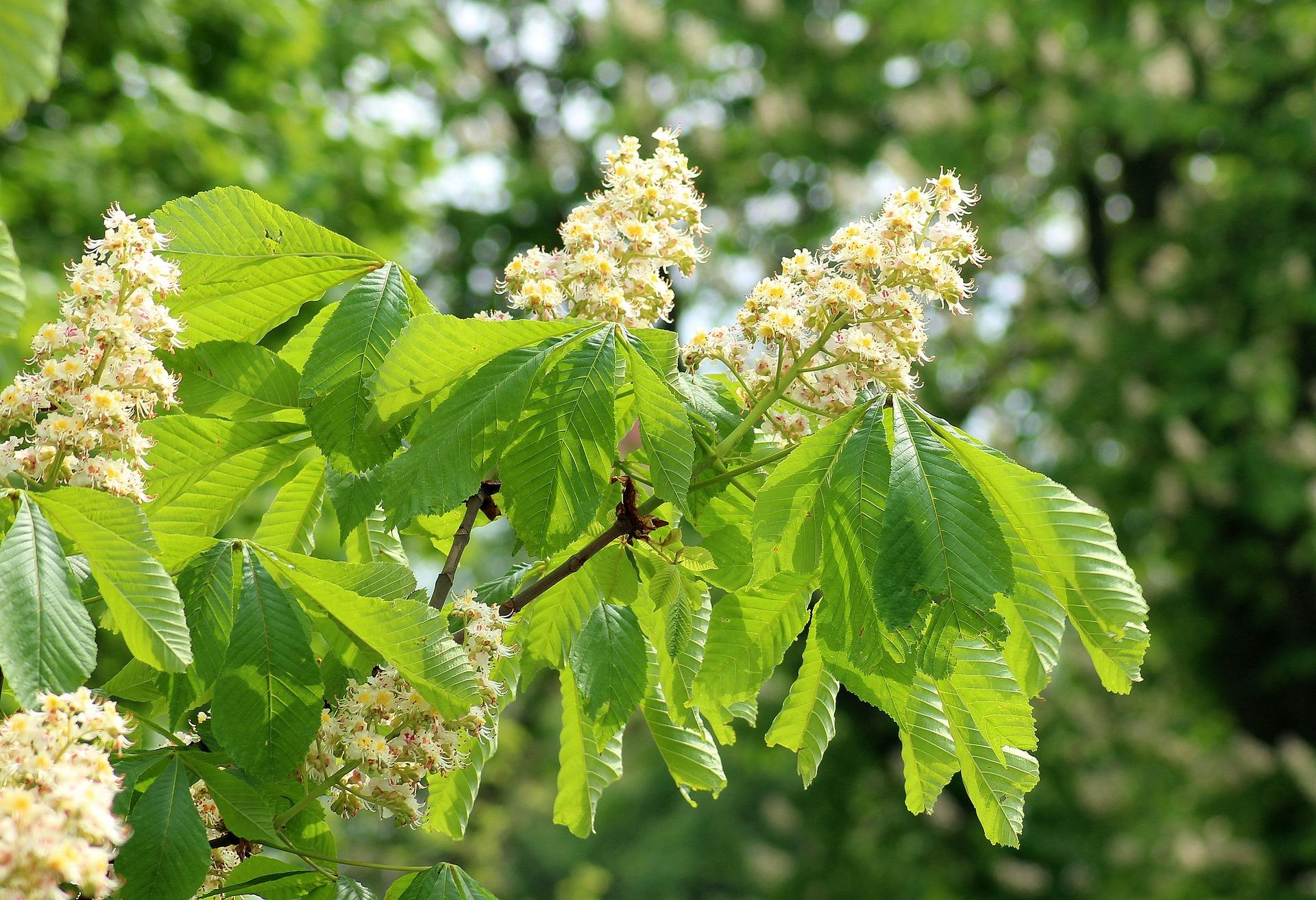 uploads/images/Horse Chestnut 3374068_1920