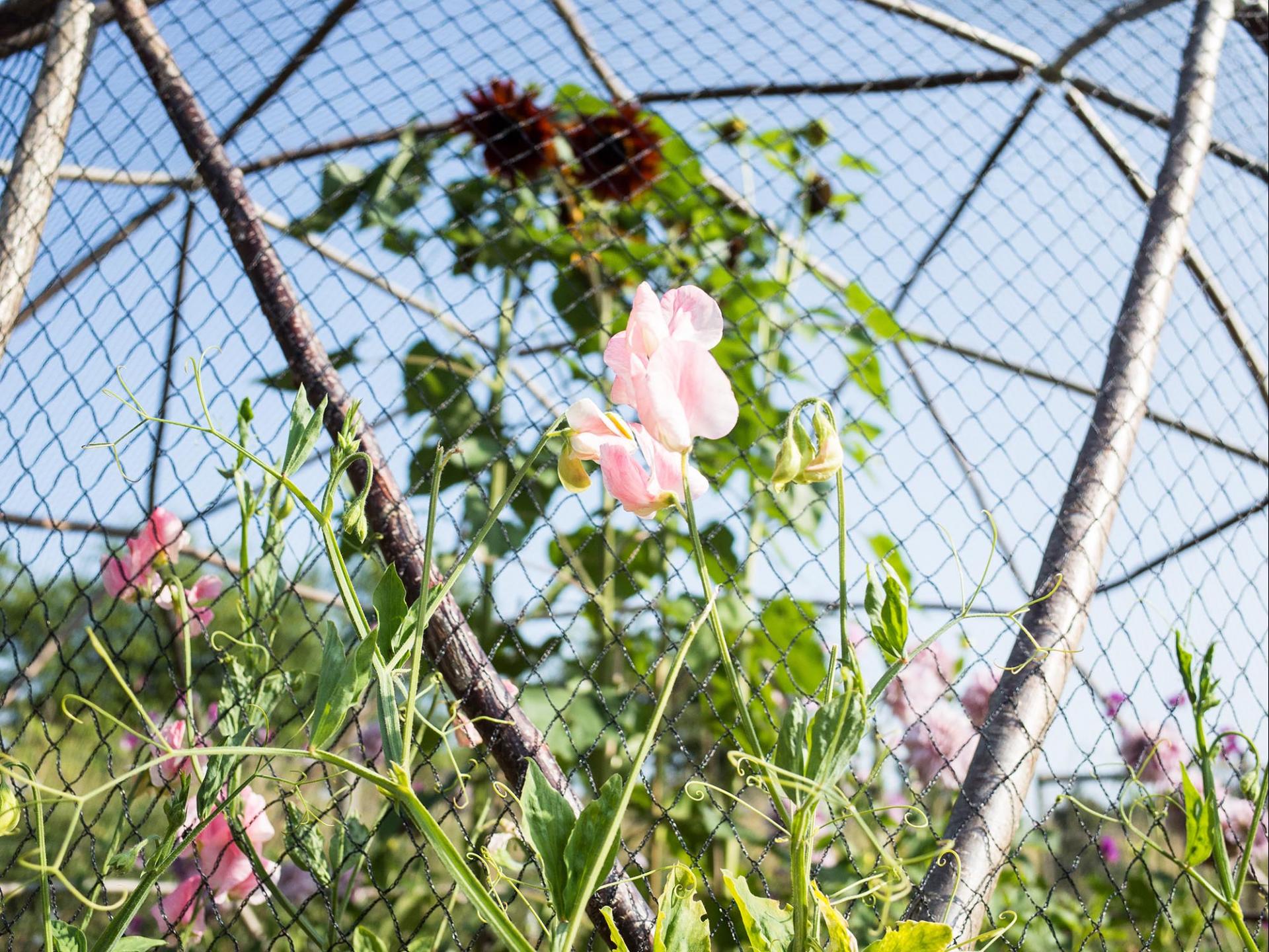 uploads/images/Hubs Fruitpod 010051_lr