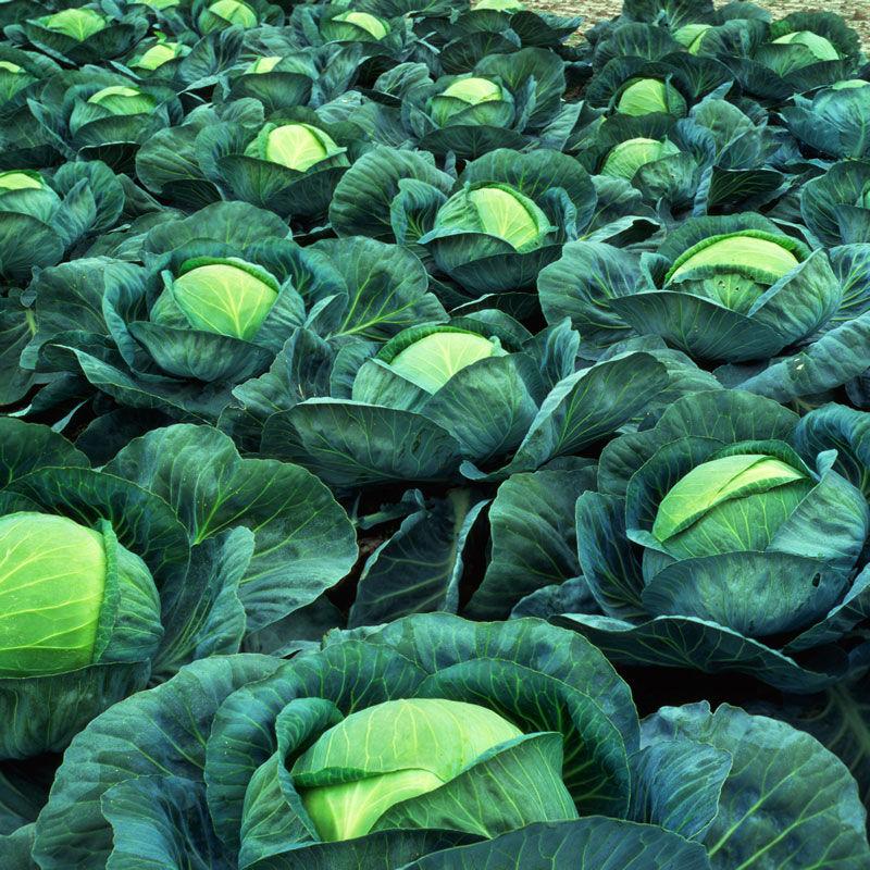 uploads/images/Image0 5