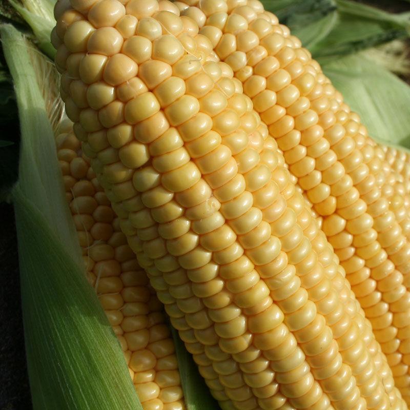 uploads/images/Image3 1