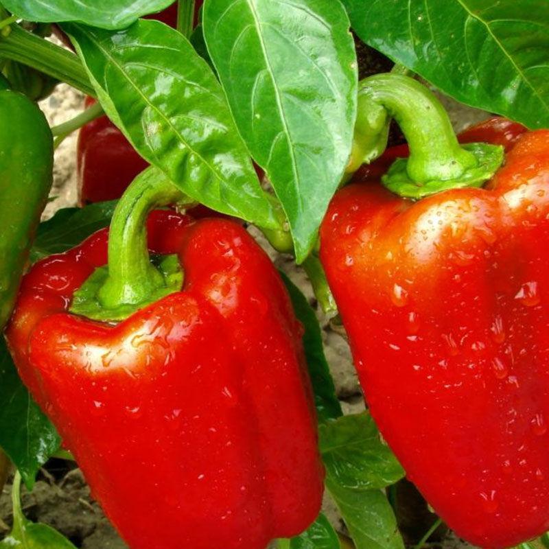 uploads/images/Image4 1